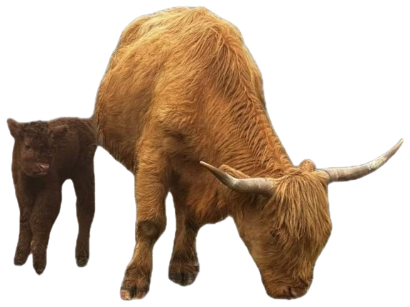 Bovino