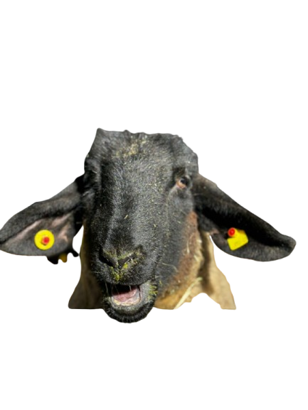 Pecora